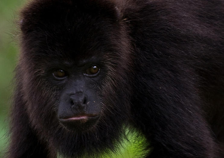 Community Baboon Sanctuary